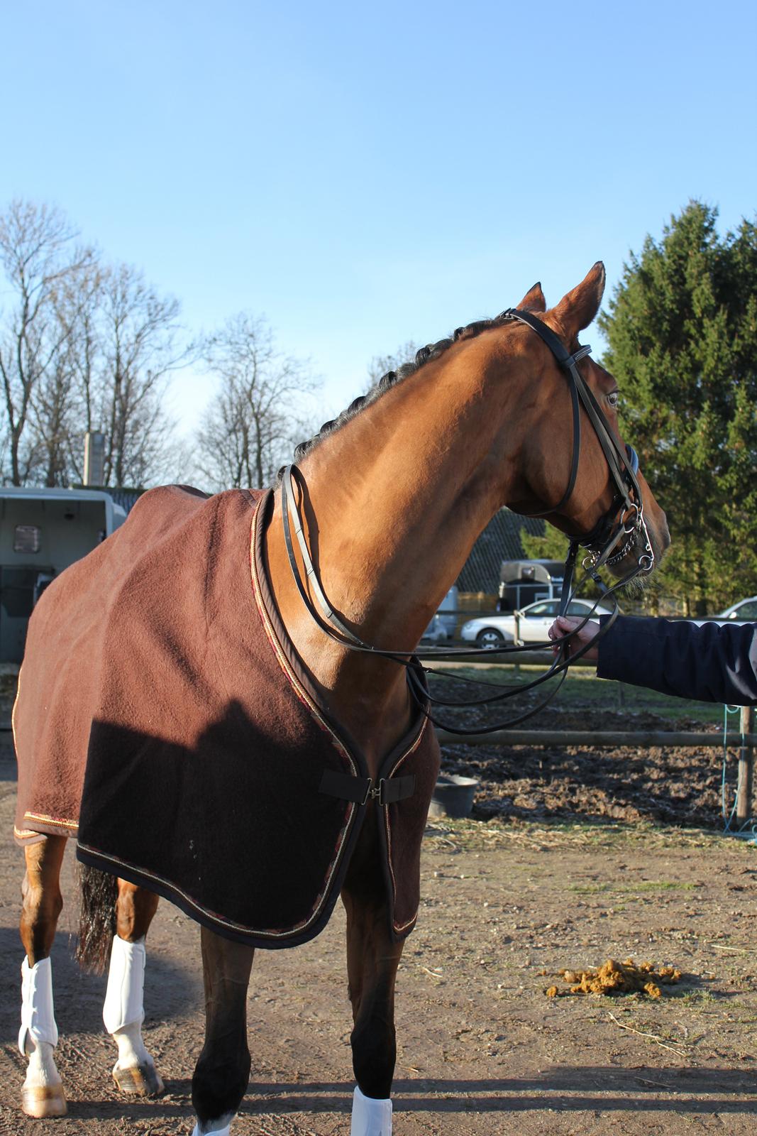 Dansk Varmblod Egely´s Fanny billede 6