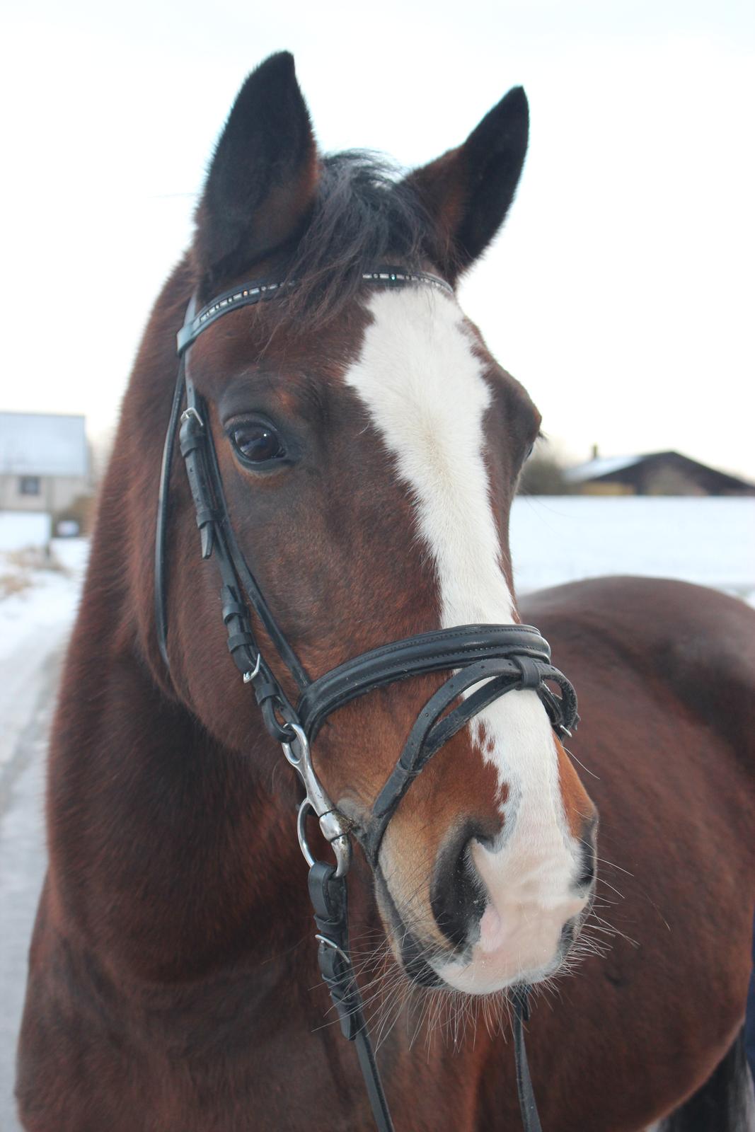Anden særlig race Maddie billede 15