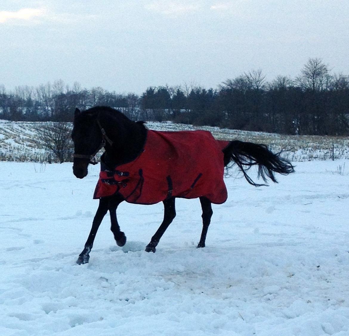 Traver Exposito Attack - Vinter 2012 billede 20