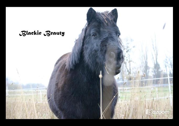 Shetlænder Blackie - Blackie Beauty <3 billede 17