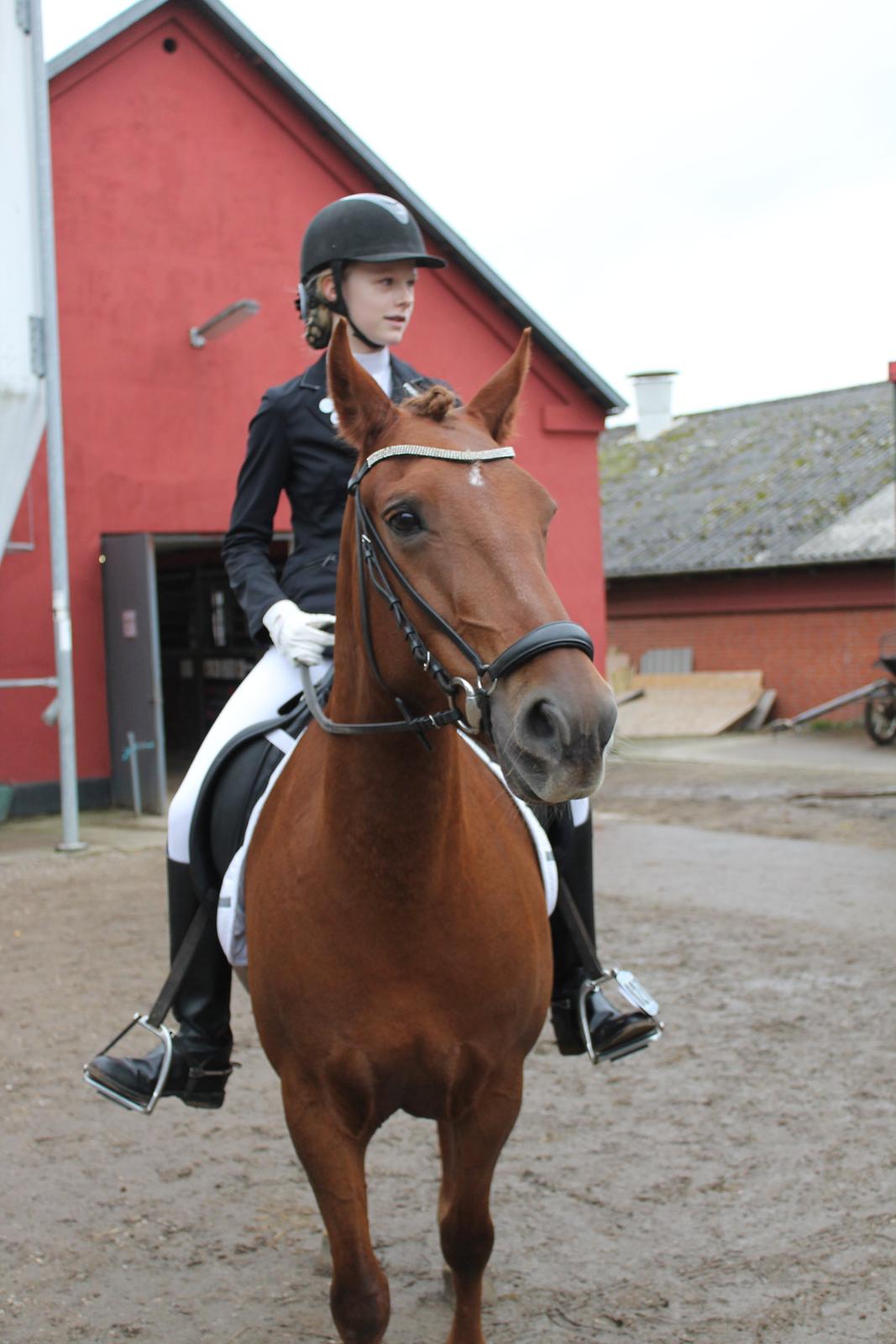 Anden særlig race Je T'aime Mon Ami billede 2