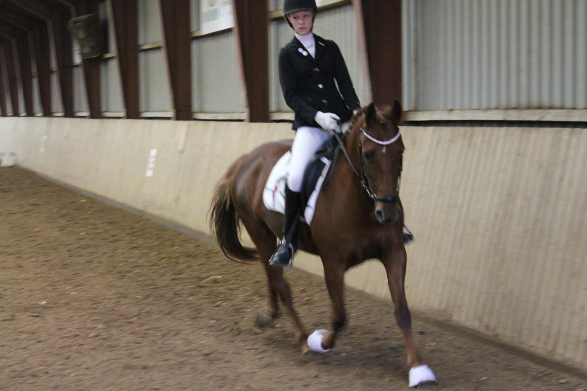 Anden særlig race Je T'aime Mon Ami billede 3