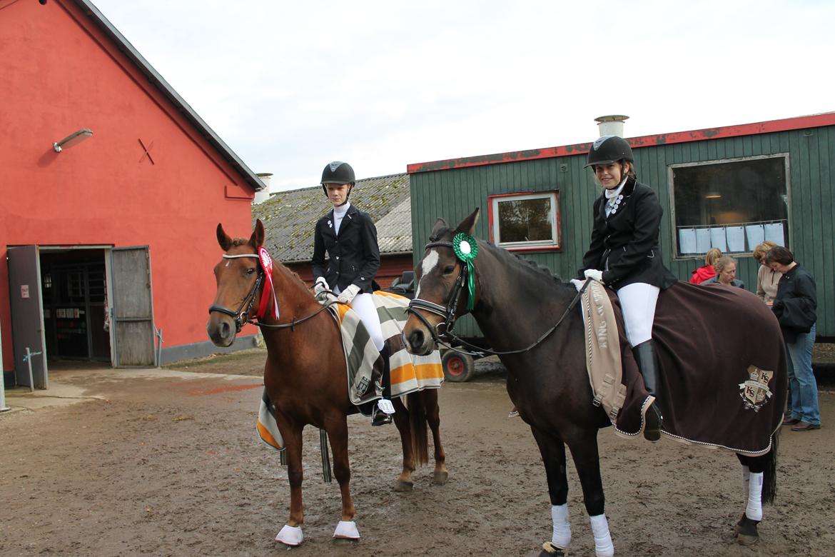 Anden særlig race Je T'aime Mon Ami billede 4