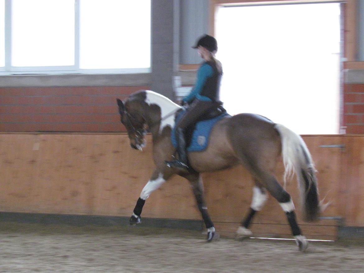 Anden særlig race Holmeriks Lancet - D. 16/12-2012 billede 13