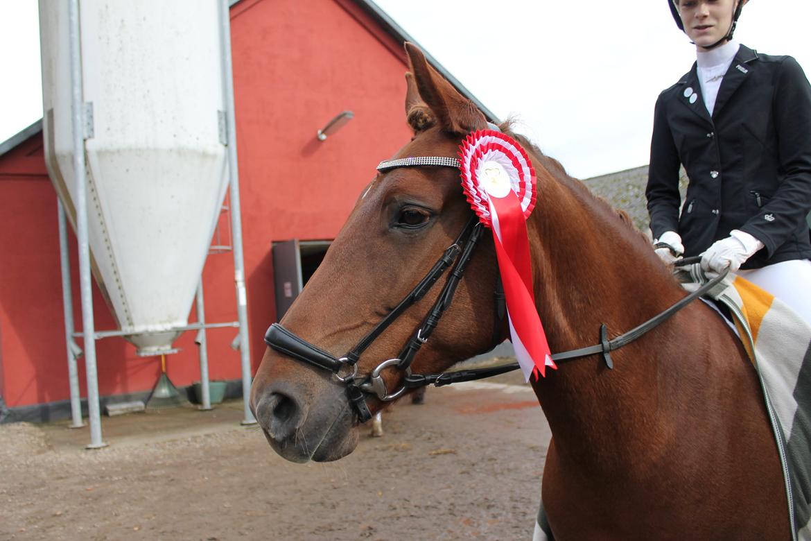 Anden særlig race Je T'aime Mon Ami billede 5