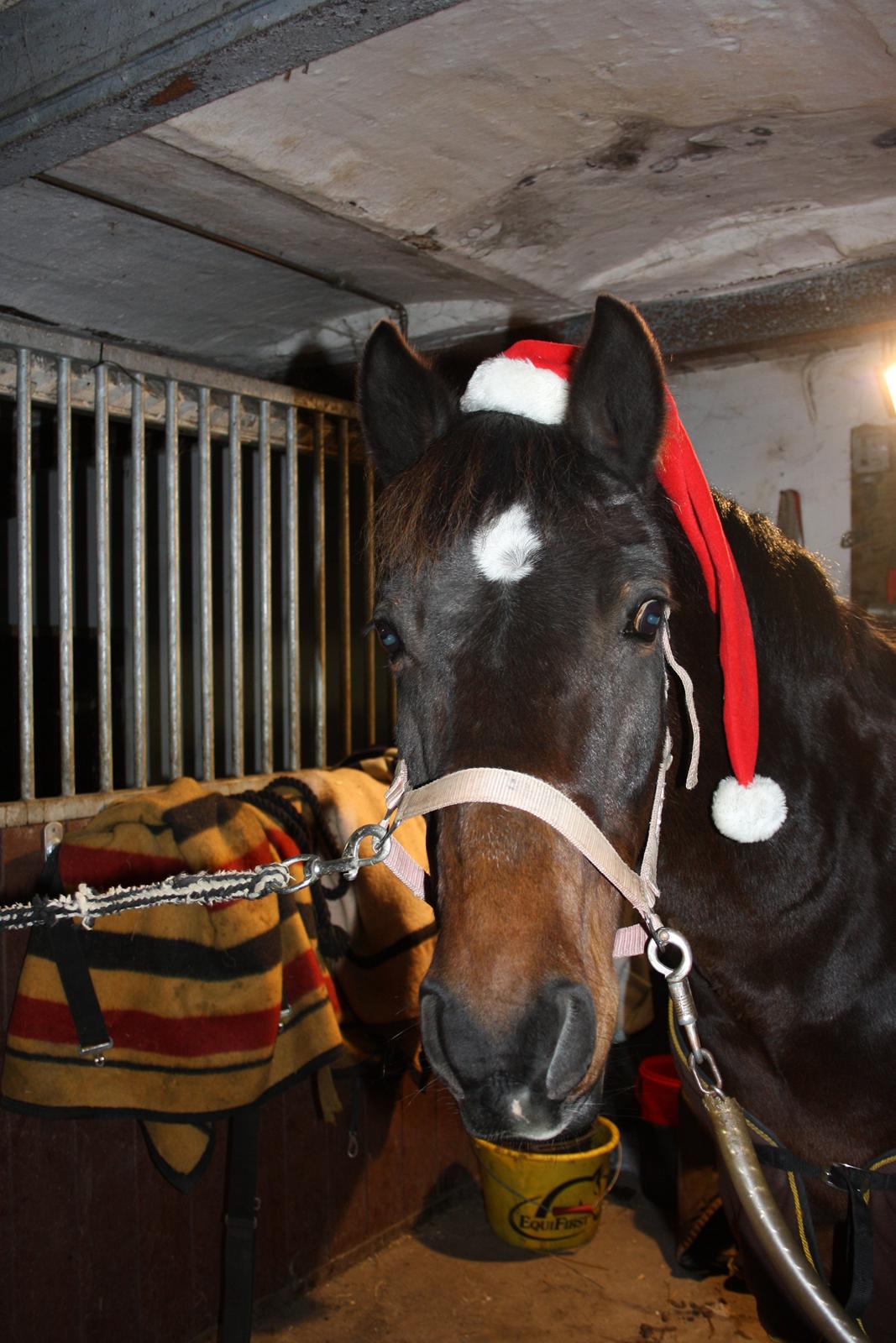 New Forest Navarana's Dion - Glædelig jul, alle I heste mennesker..!:-) billede 2