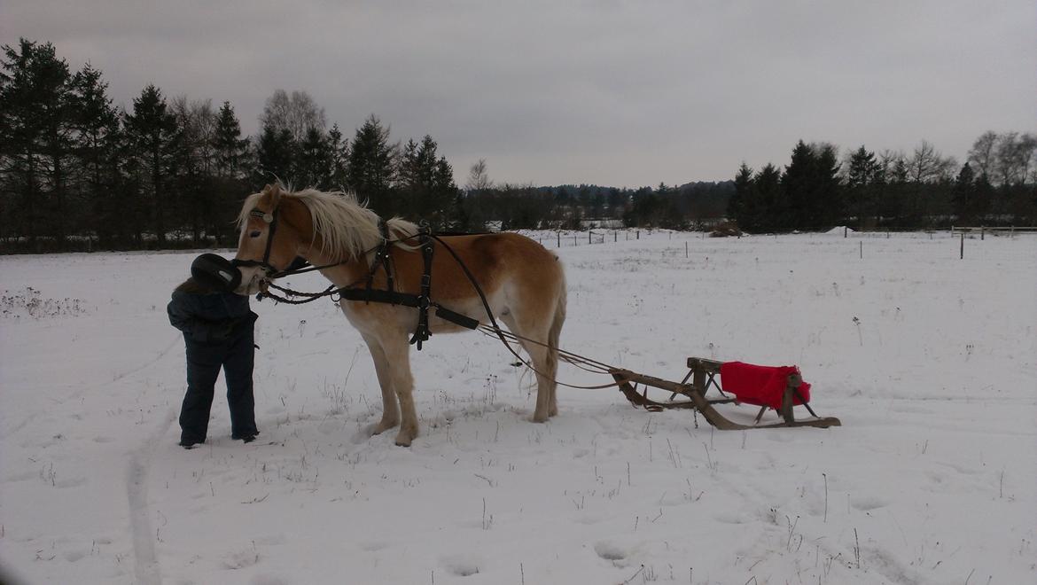 Tyroler Haflinger Akando - 13/12 - 12 : vil nu kalde Akando for tilkørt :D billede 16