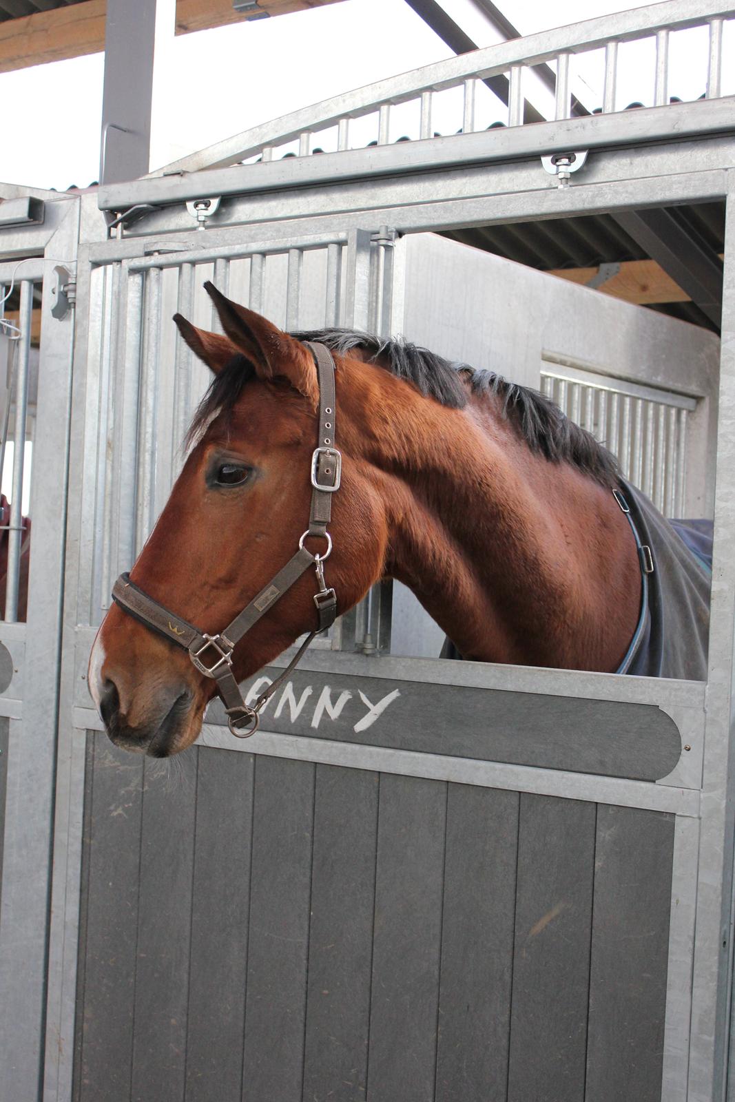 Dansk Varmblod Egely´s Fanny billede 7