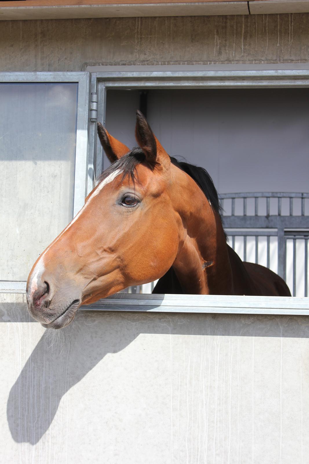 Dansk Varmblod Egely´s Fanny billede 8