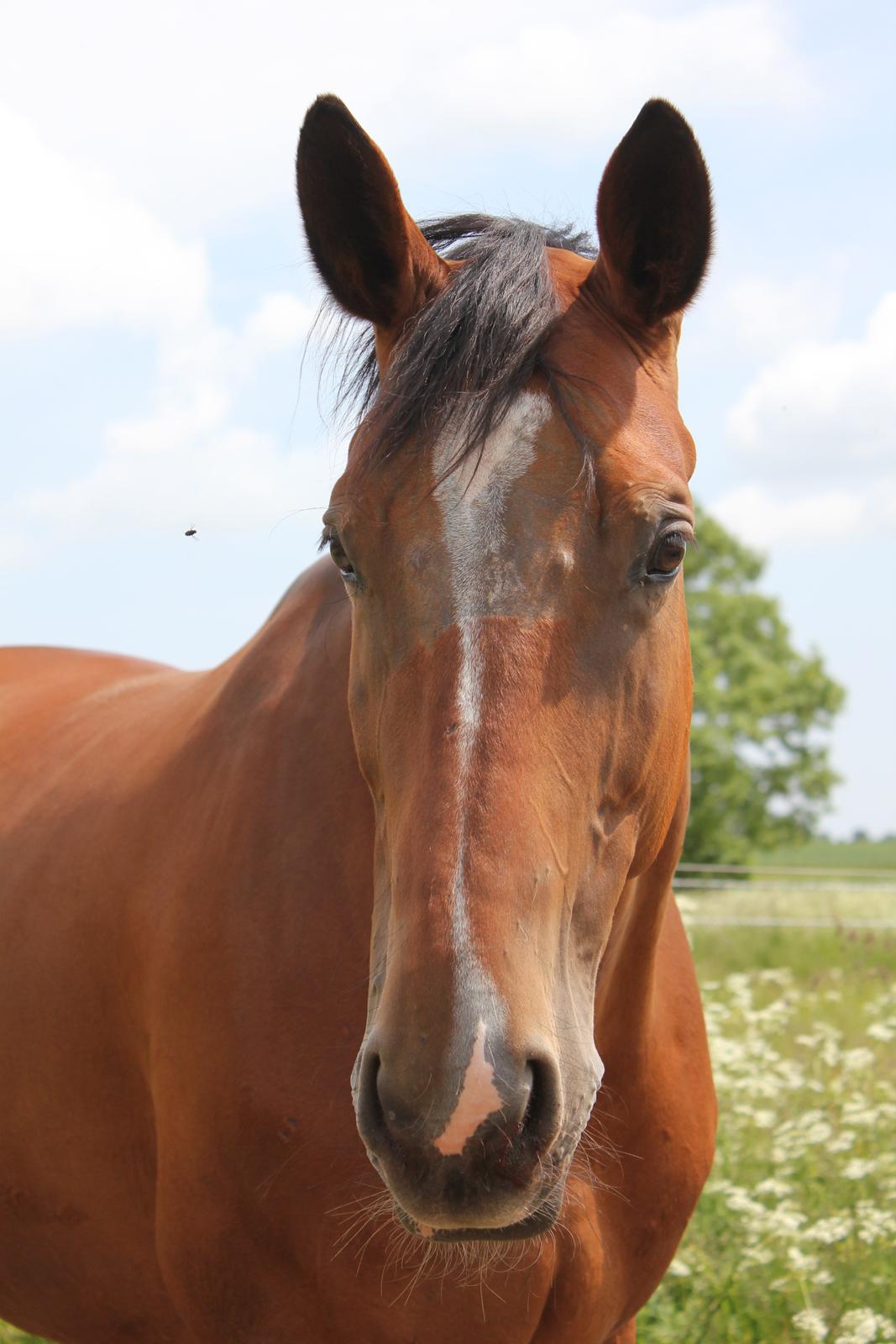 Dansk Varmblod Egely´s Fanny billede 9