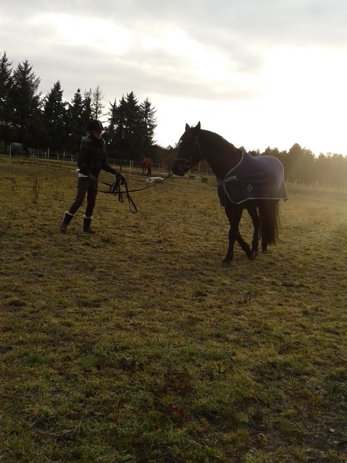 Welsh Pony af Cob-type (sec C) Mirain Mastermind - Velkommen her er nogle billeder af min lånepony først hvor jeg longere ham;D  billede 1