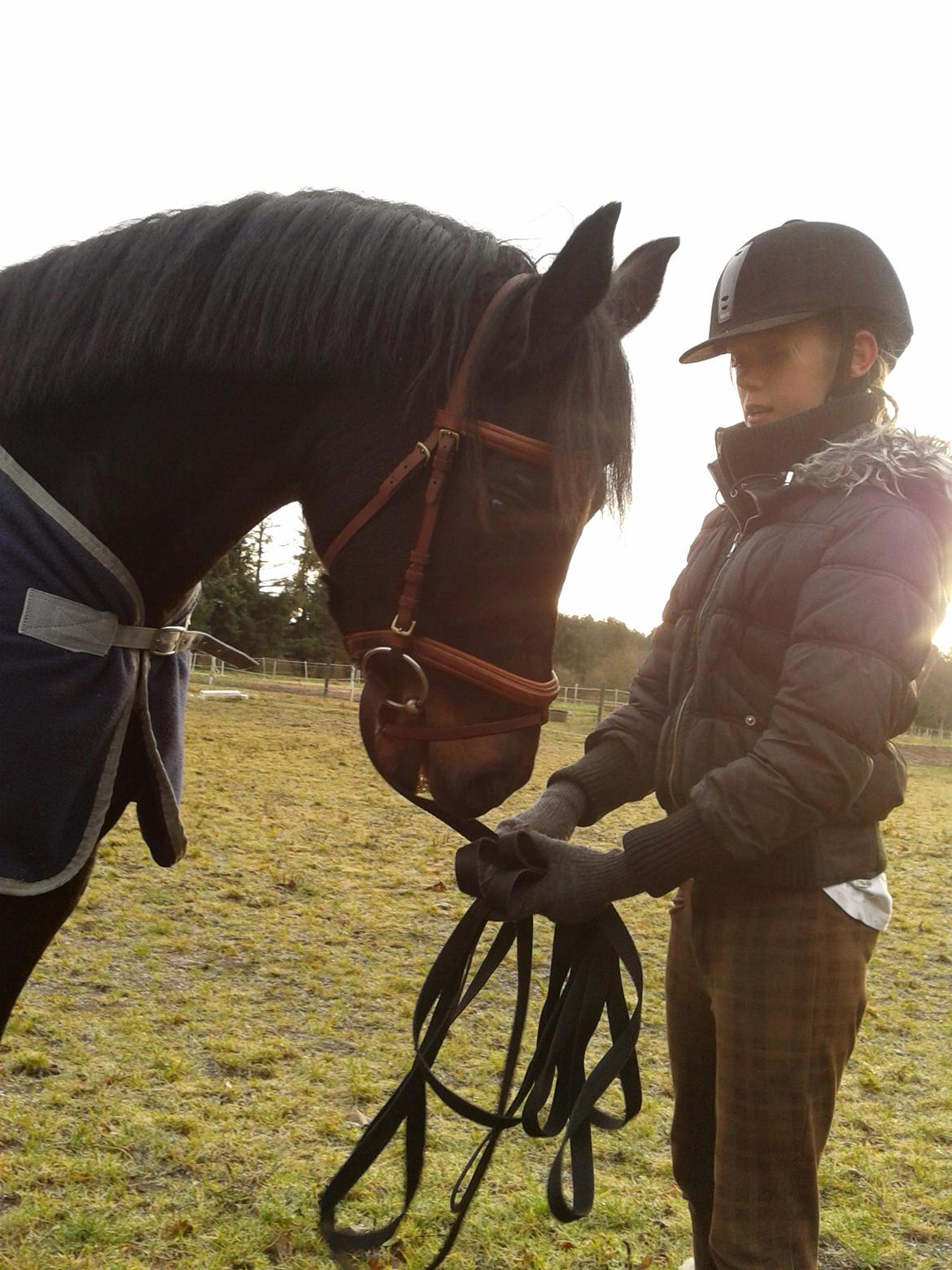 Welsh Pony af Cob-type (sec C) Mirain Mastermind billede 6