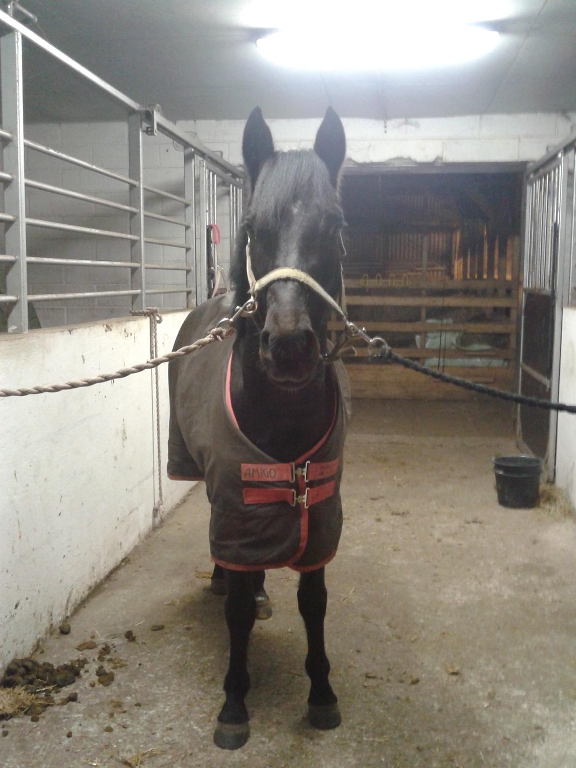 Welsh Pony af Cob-type (sec C) Mirain Mastermind - Så nogle af hvor han står i stalden med og uden dækken og af hans hoved og krop:D  billede 13