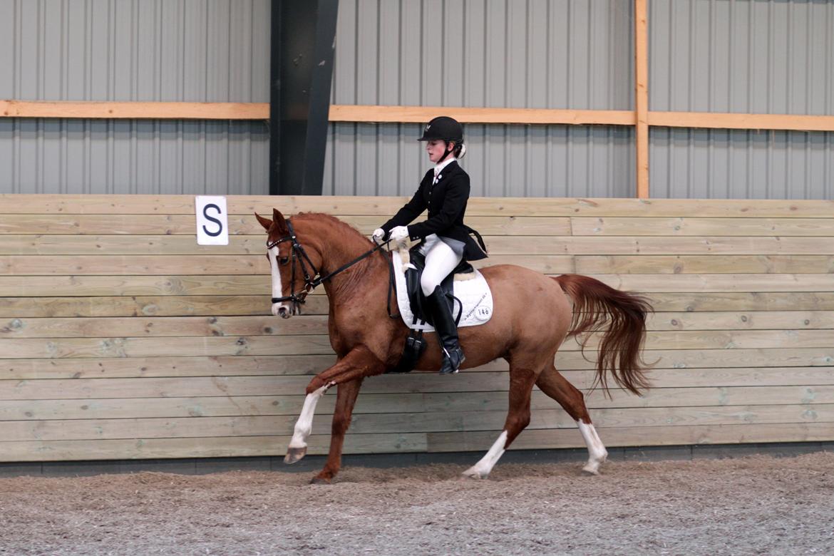 DSP • Times Chantel • B-pony - Første indendørs stævne 2012 :)  billede 8