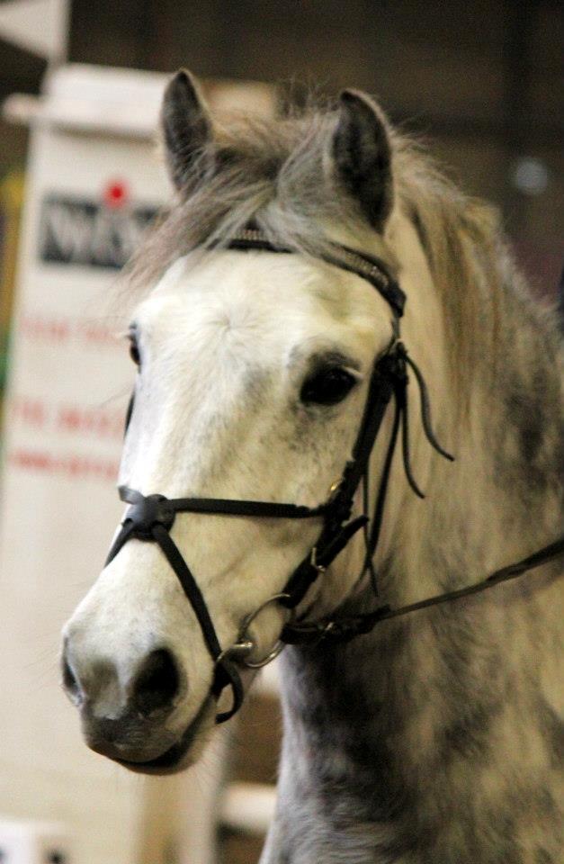 Anden særlig race Silver Moon - *Delle* <3 billede 14