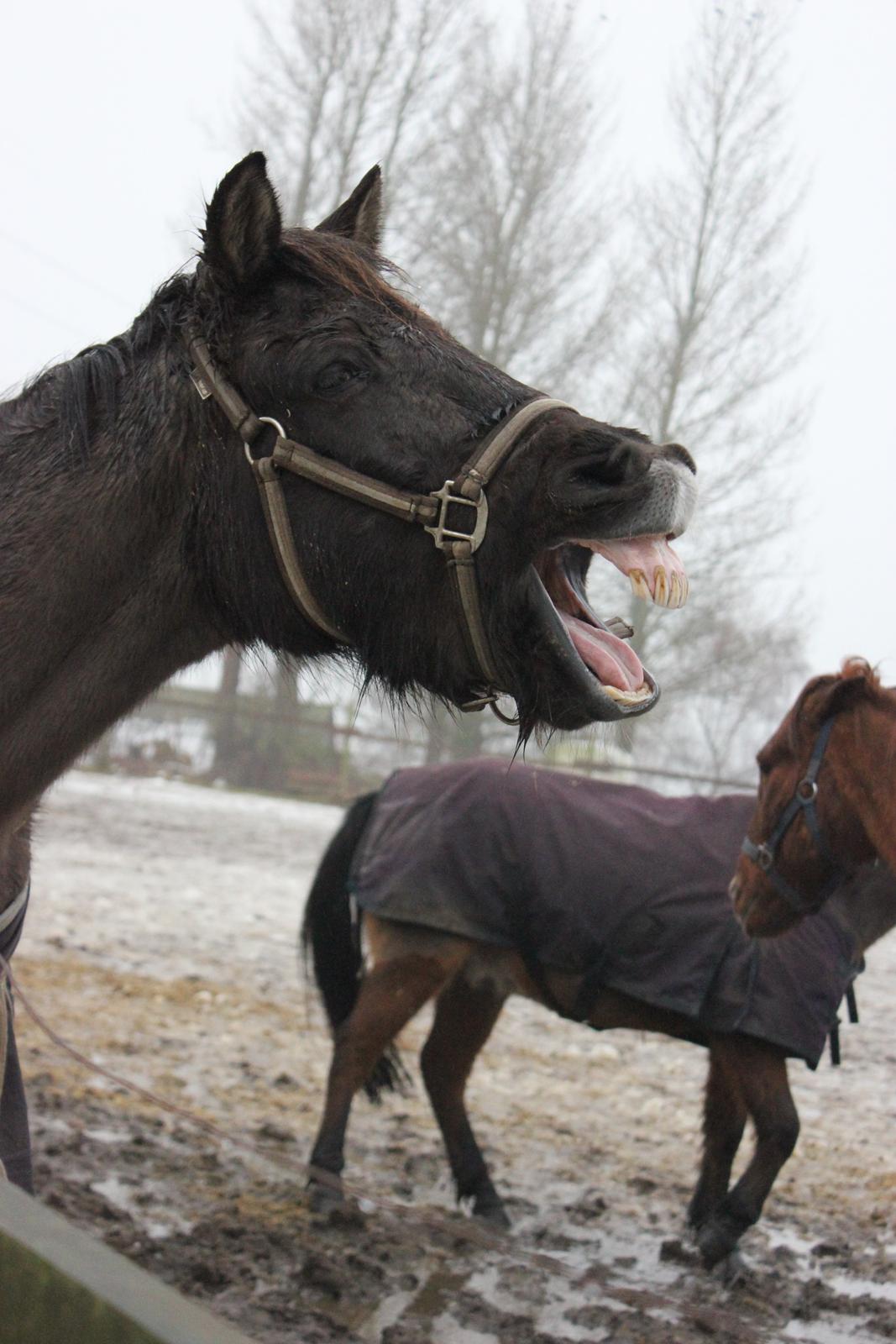 Anden særlig race Malou - Savner den dejlige pony :D Foto: Mig   billede 18