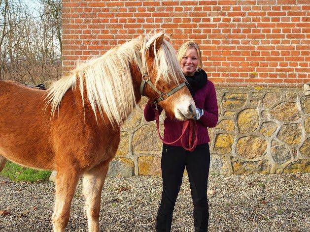 Haflinger Fenja billede 3