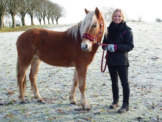 Haflinger Fenja billede 2