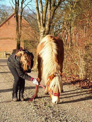 Haflinger Fenja billede 5