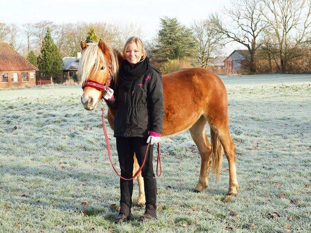Haflinger Fenja billede 7