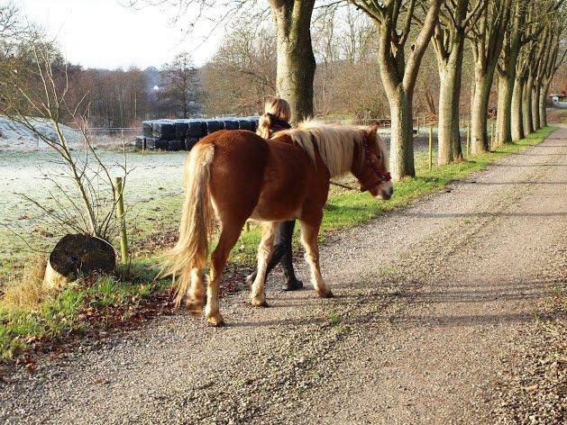 Haflinger Fenja billede 9
