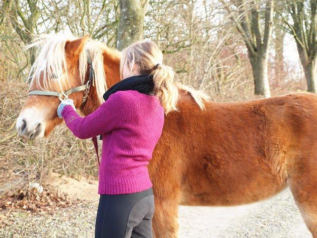 Haflinger Fenja billede 10