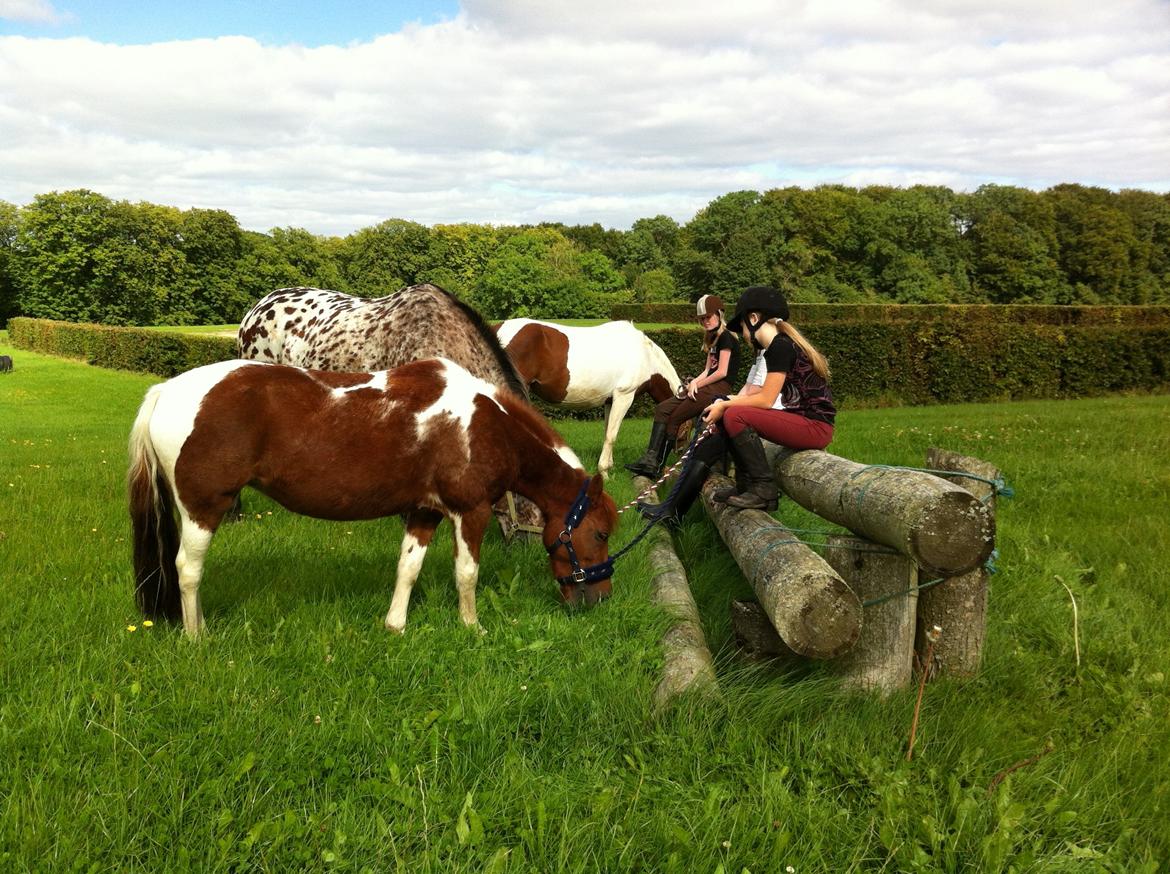 Anden særlig race Bianca billede 6