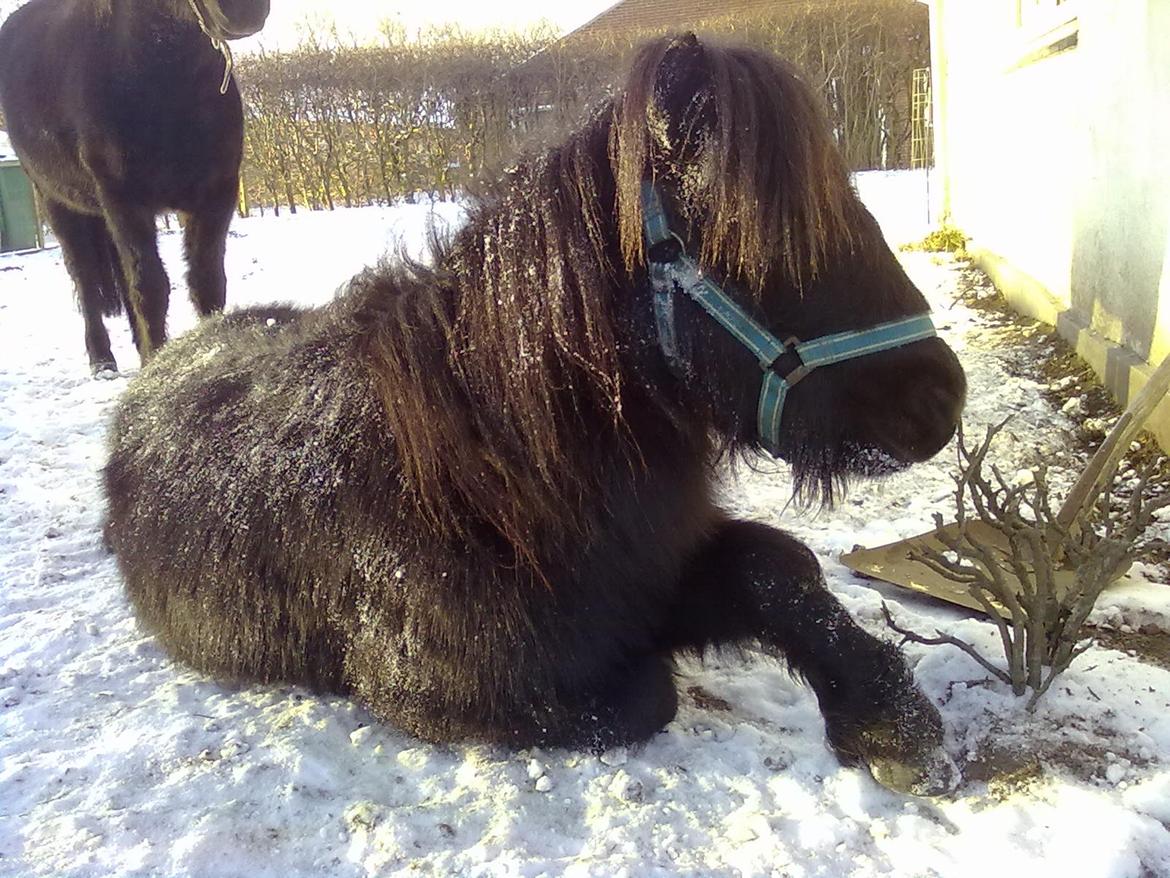 Miniature kim buller håber du har det godt<333333333 billede 3