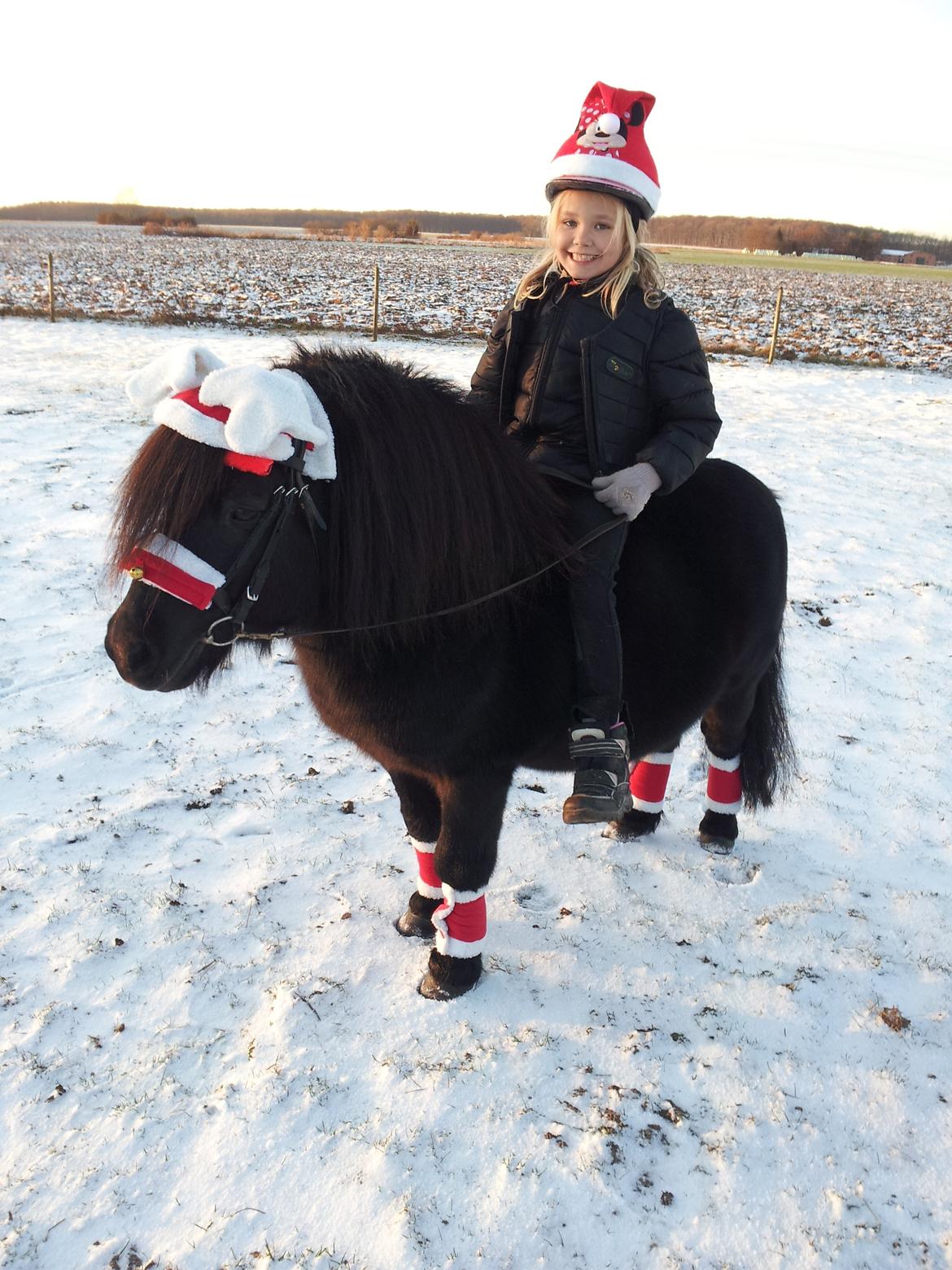 Shetlænder Labbenhus Frederik - Julehest <3 billede 17