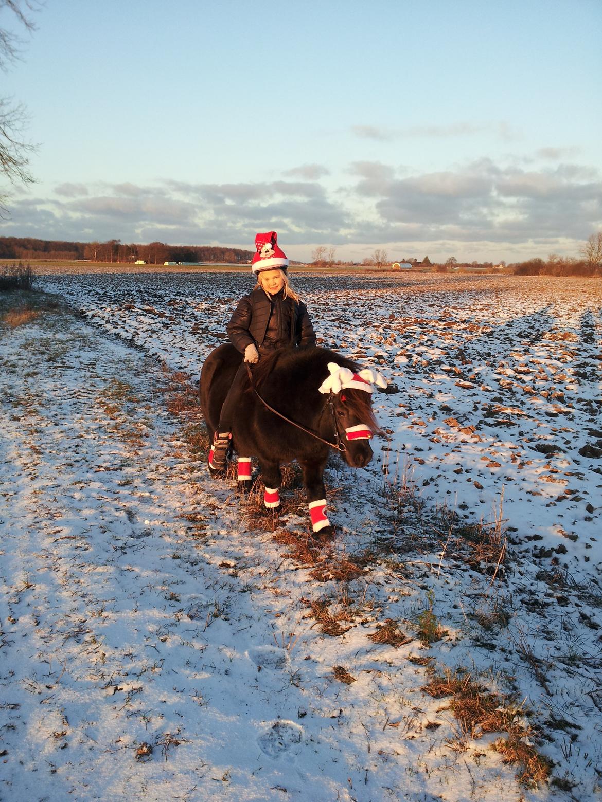 Shetlænder Labbenhus Frederik - På juletur billede 18