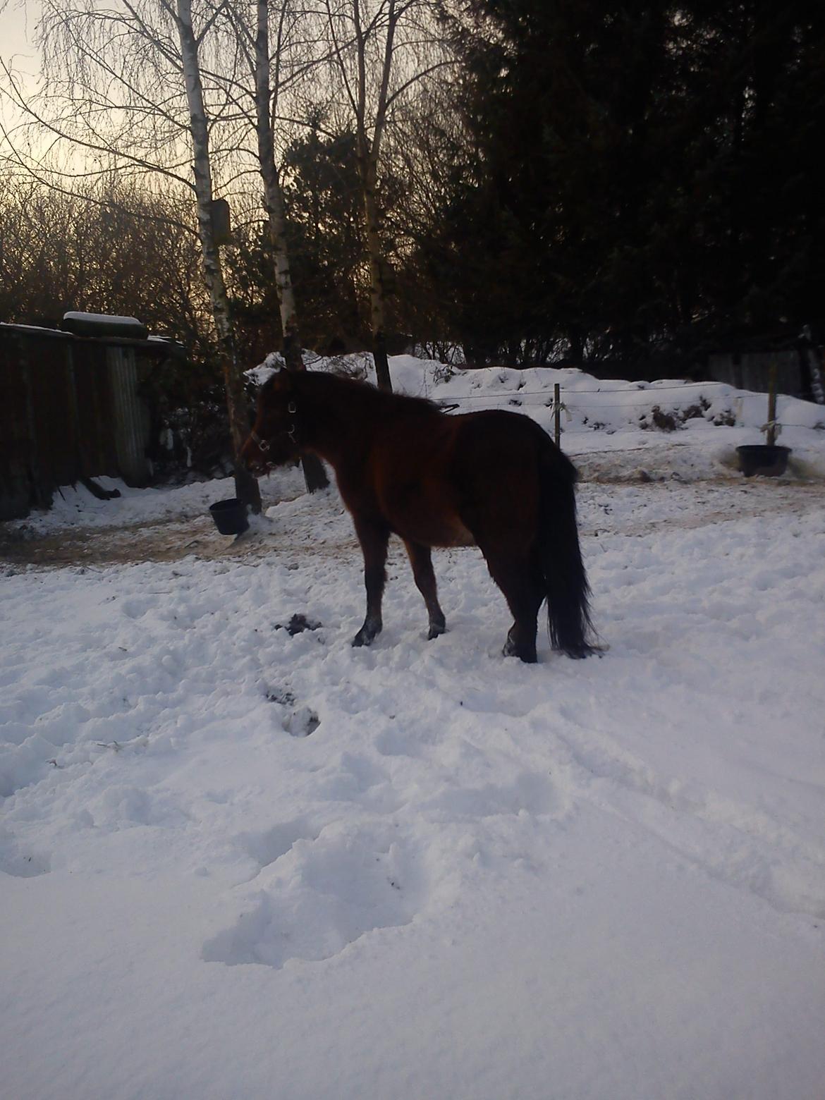 Anden særlig race Nellebjerggård's Annabell (lillepigen) billede 2