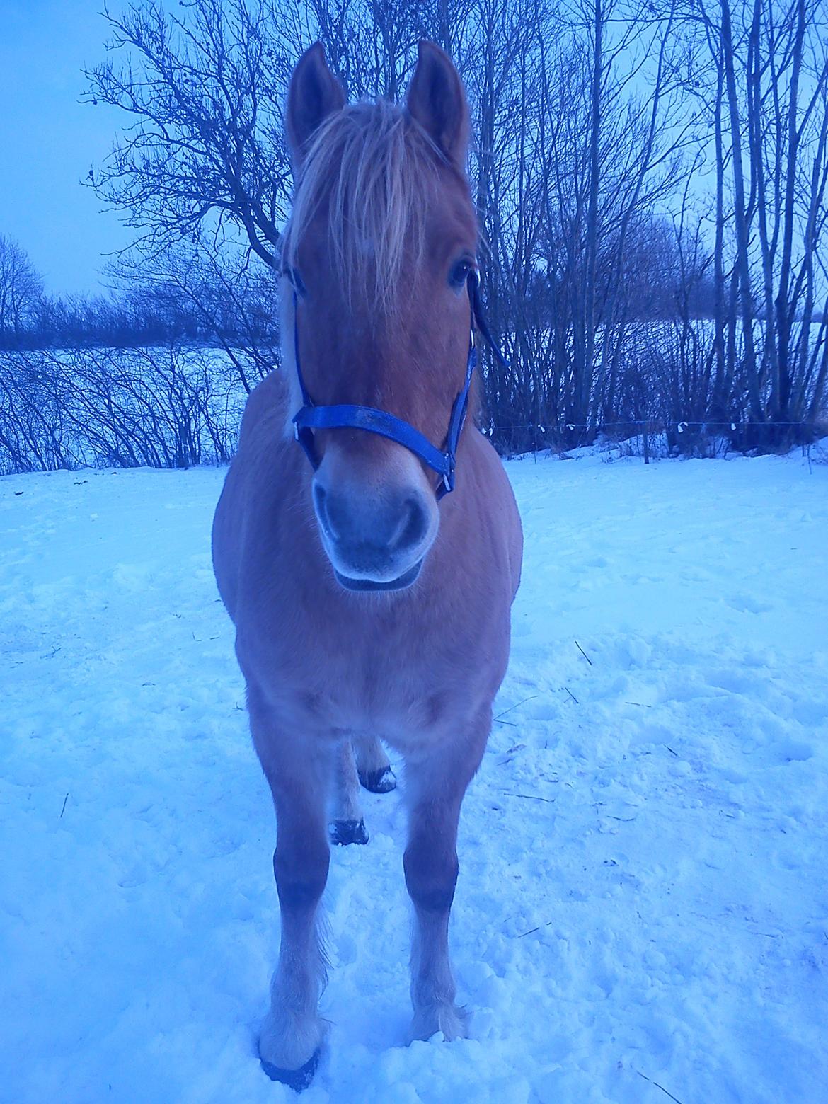 Anden særlig race Nellebjerggård's Gandalf billede 6