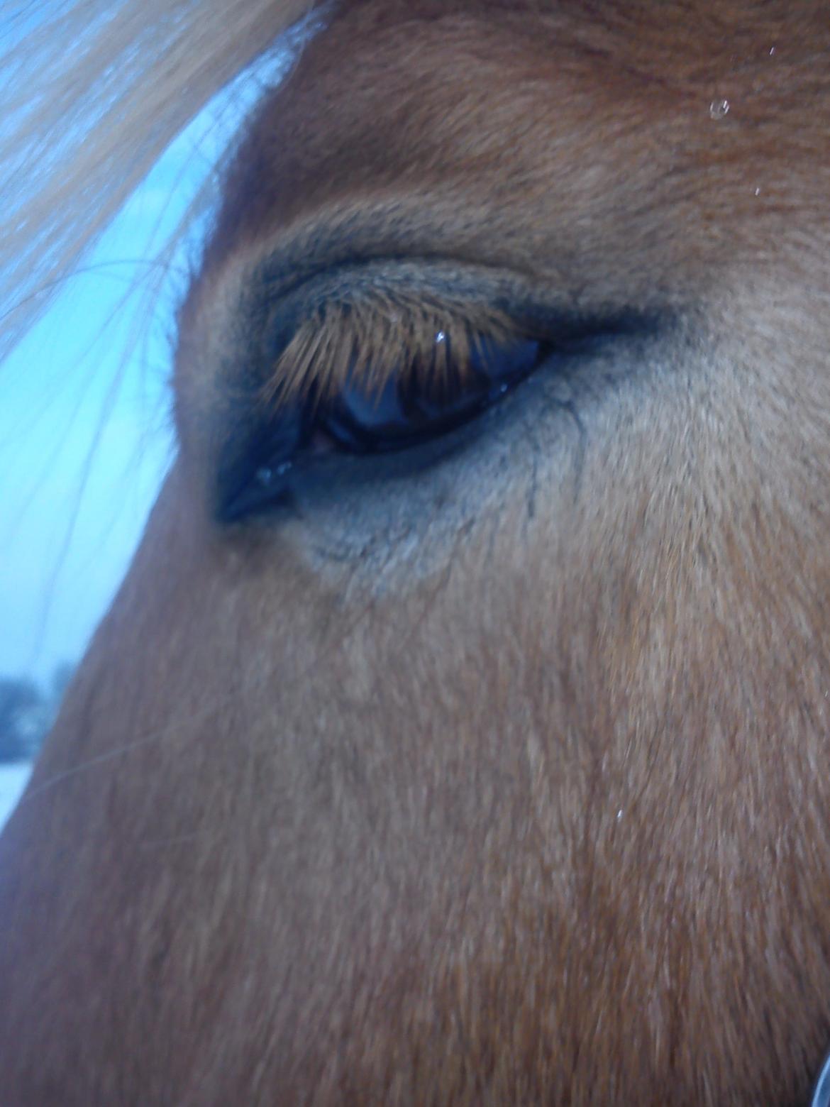 Anden særlig race Nellebjerggård's Gandalf - Dine øjne siger mere end 1000 ord!! billede 13