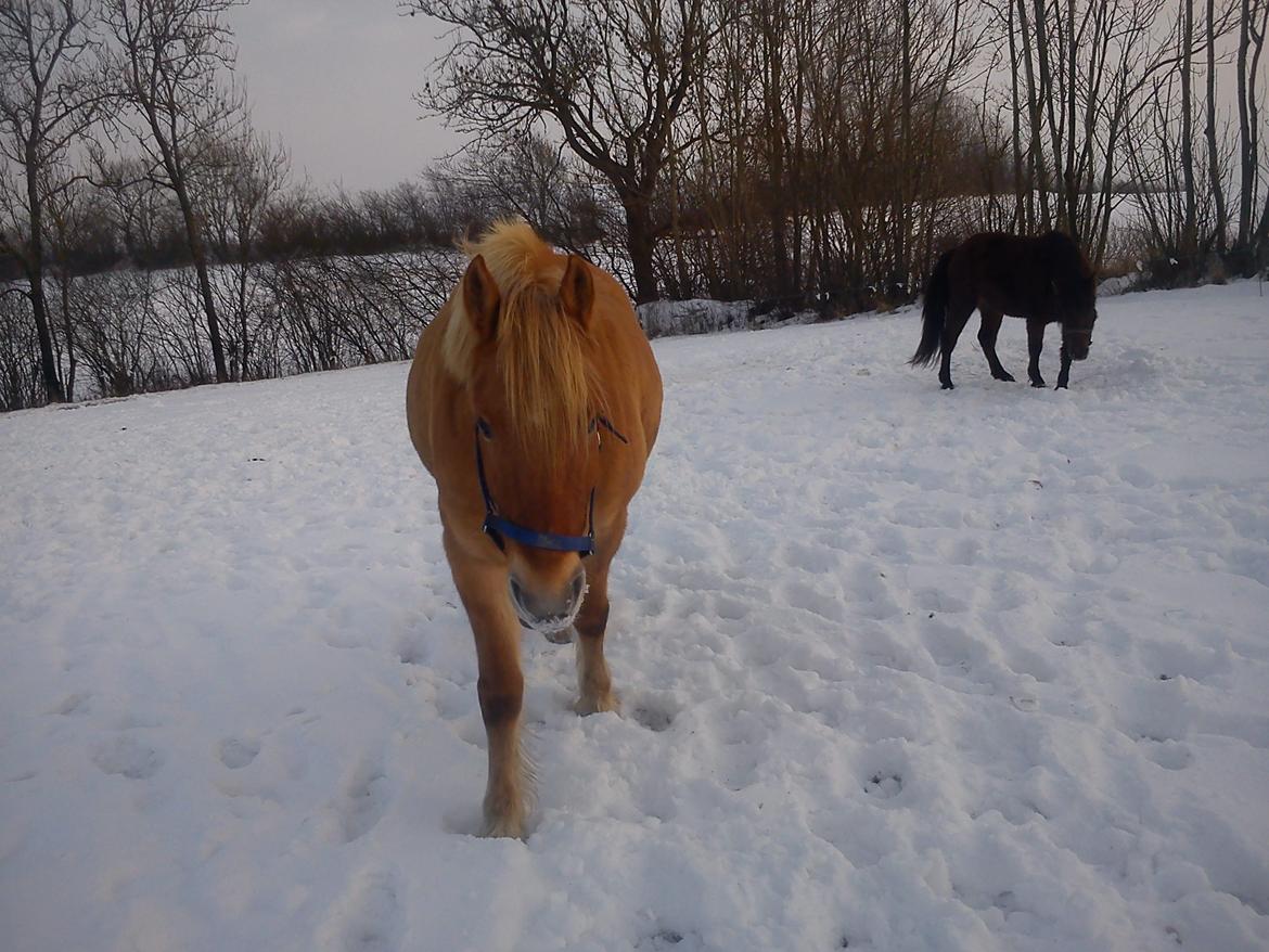 Anden særlig race Nellebjerggård's Gandalf billede 15