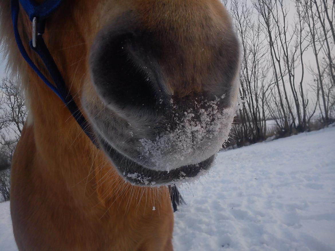Anden særlig race Nellebjerggård's Gandalf billede 16