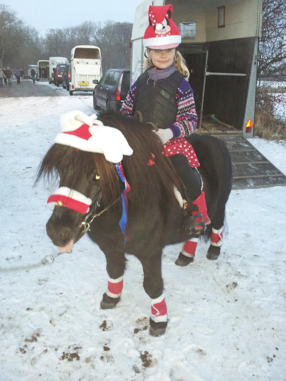 Shetlænder Labbenhus Frederik - Kira og Frederik til deres første stævne. Nissespring. Første roset. <3 billede 19