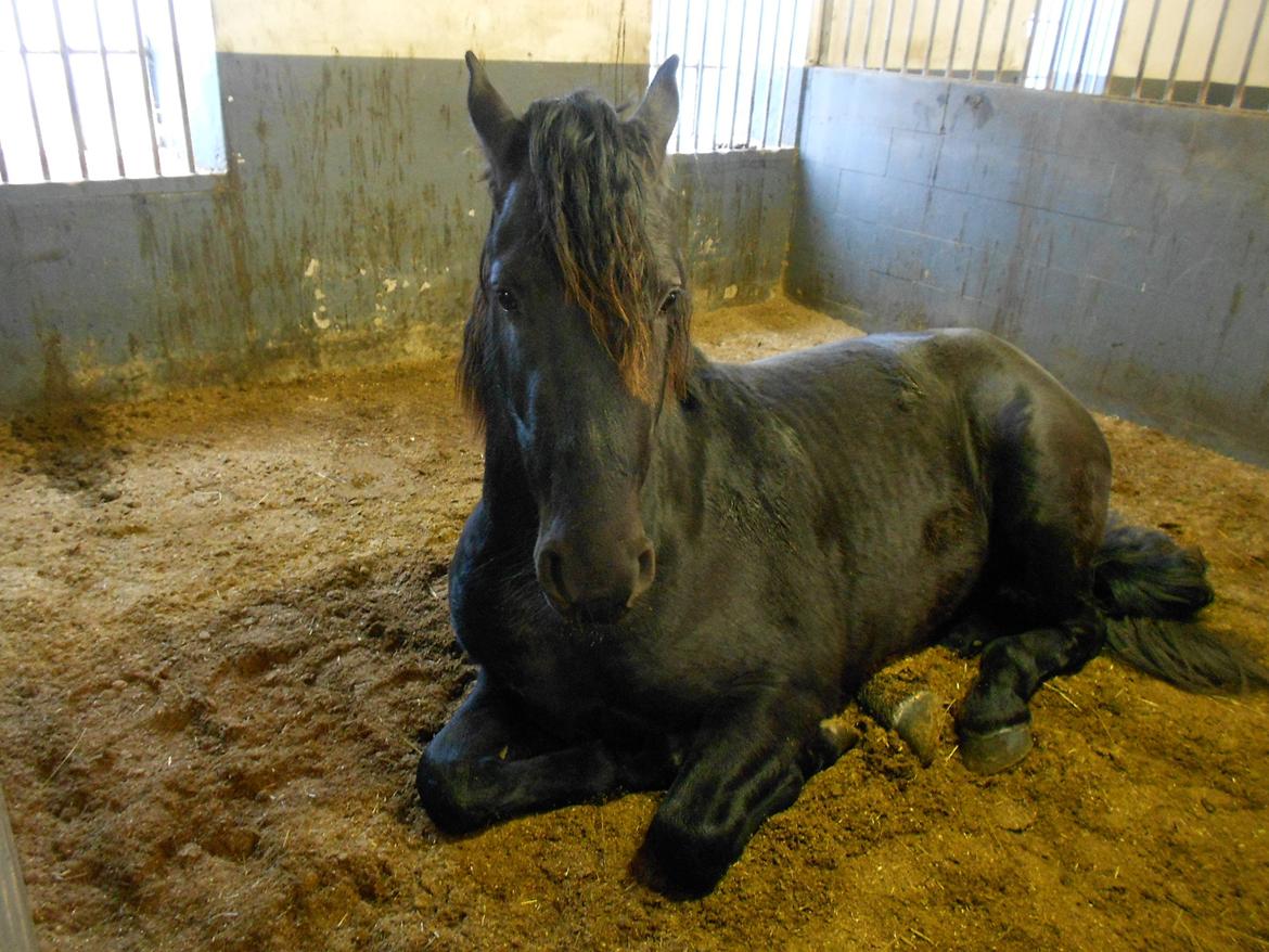 Frieser Jack Whiskey (Bassen <3) - 16.12.12 Bassen der ligger ned :D <3 billede 12