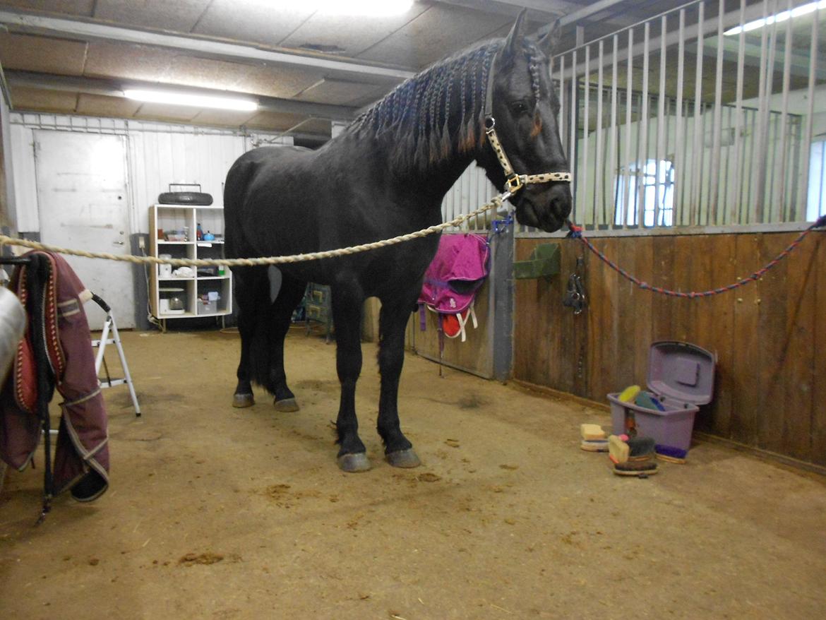 Frieser Jack Whiskey (Bassen <3) - 16.12.12 Det flotte resultat efter jeg har flettet ham :D <3 billede 19