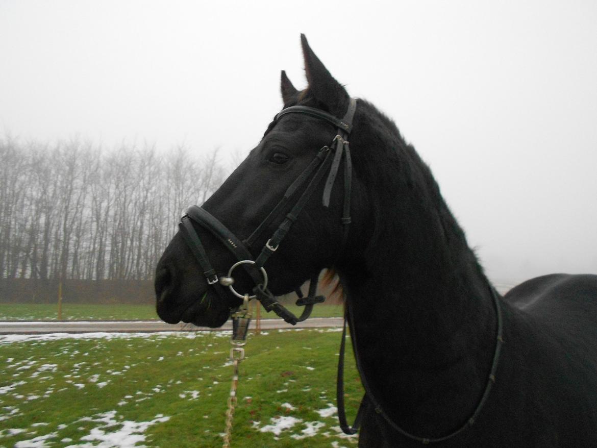 Frieser Jack Whiskey (Bassen <3) - <3 billede 16