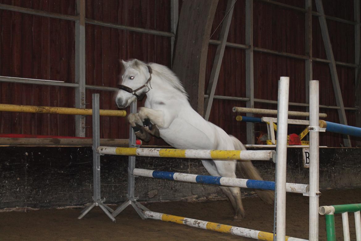 Anden særlig race Augusta :) (tidl pony,solgt) billede 14