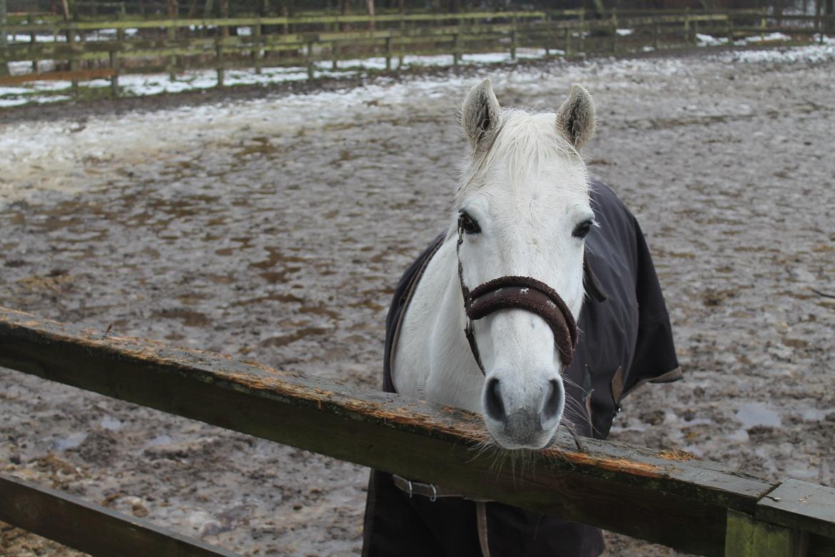Anden særlig race Augusta :) (tidl pony,solgt) billede 5