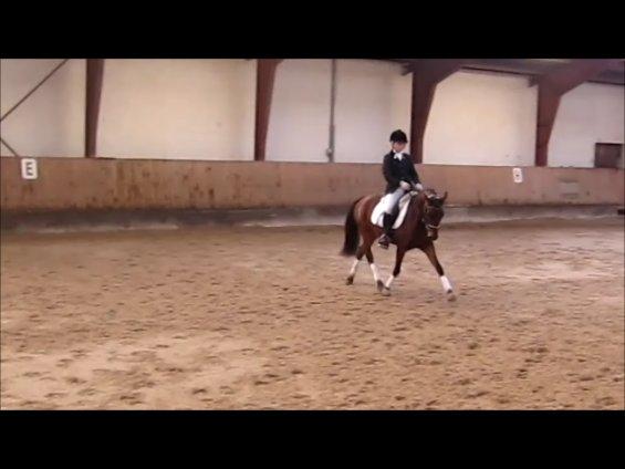 Anden særlig race LUNDGAARD'S COINTREAU - SOLGT - Lækre dressurmusse <3. billede 18