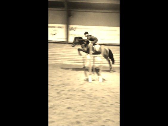 Anden særlig race LUNDGAARD'S COINTREAU - SOLGT - Over 1 meter på sidste spring i 3-kombination :-) billede 20