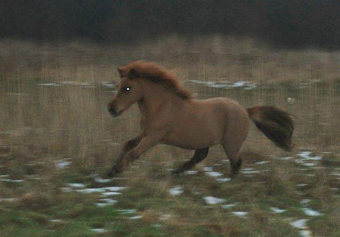 Shetlænder *Stjernens Alicia* billede 6