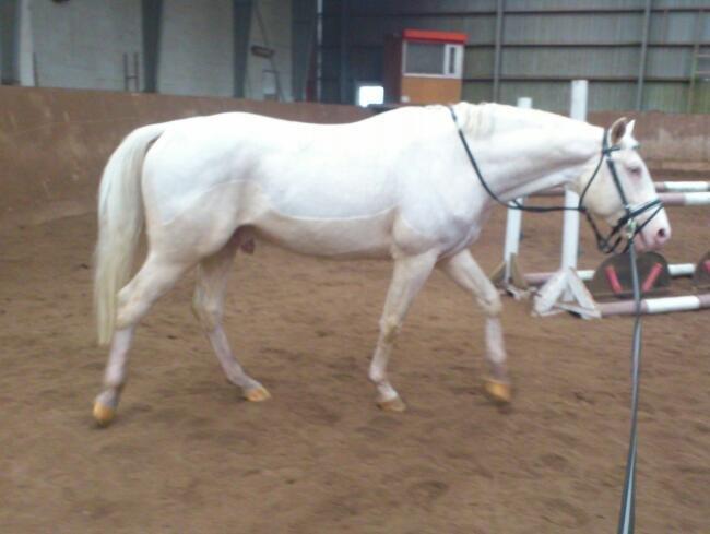 Palomino Blue Blizzard  - 2 dec 12.  billede 1