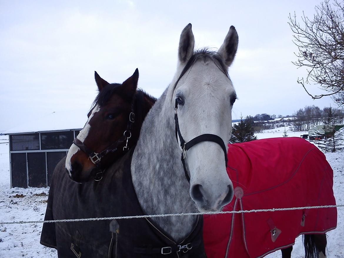 Lipizzaner Maestoso Galya kaldes Silver - Gode venner. Vinter 2012 billede 7