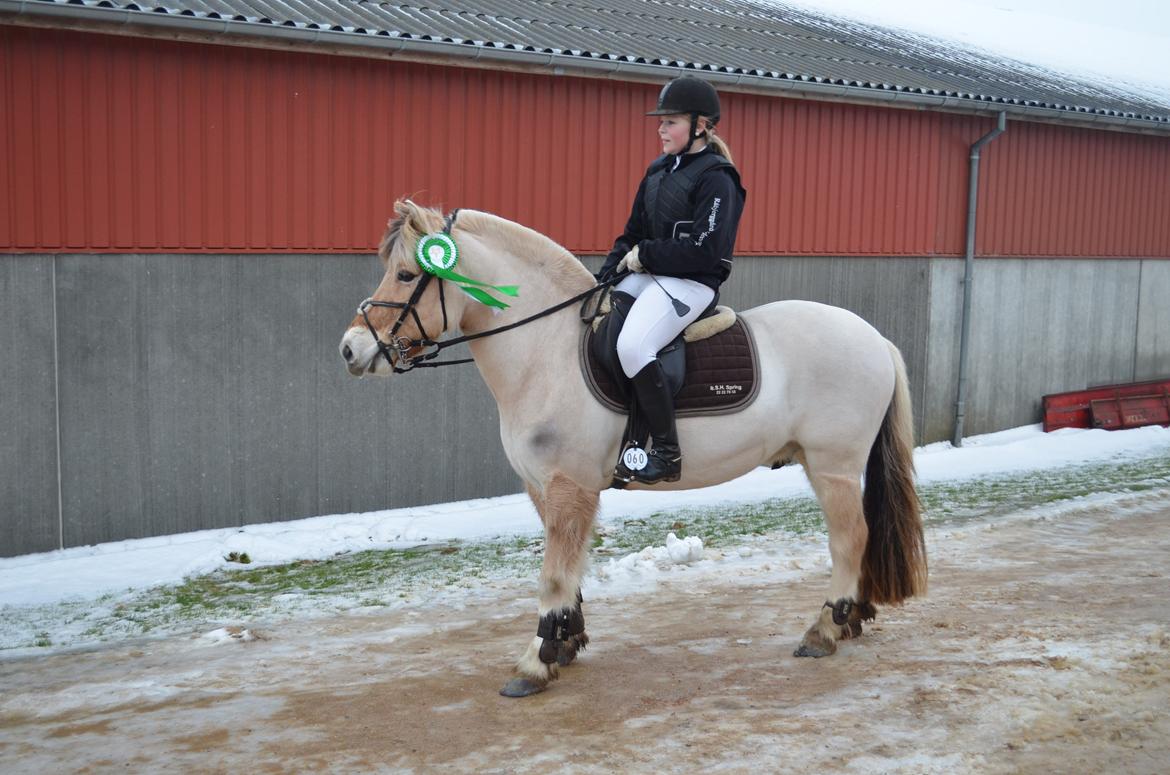 Fjordhest Prinds - 3. plads i LC til c-stævne i Egum :-*
December 2012
[Foto: Trine Aakjær] billede 3