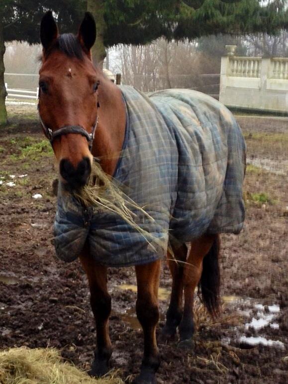 Holstener Castano - 1. gang på ny fold, de andre heste er på folde ved siden af ham. billede 4