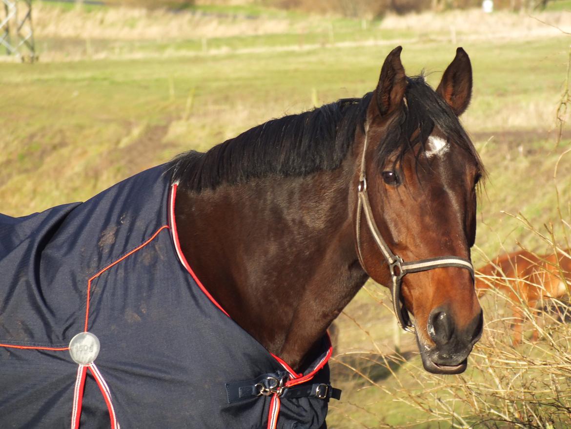 Anden særlig race Vilsbæk Flicka (Himmelhest) - FOTO Simone billede 7