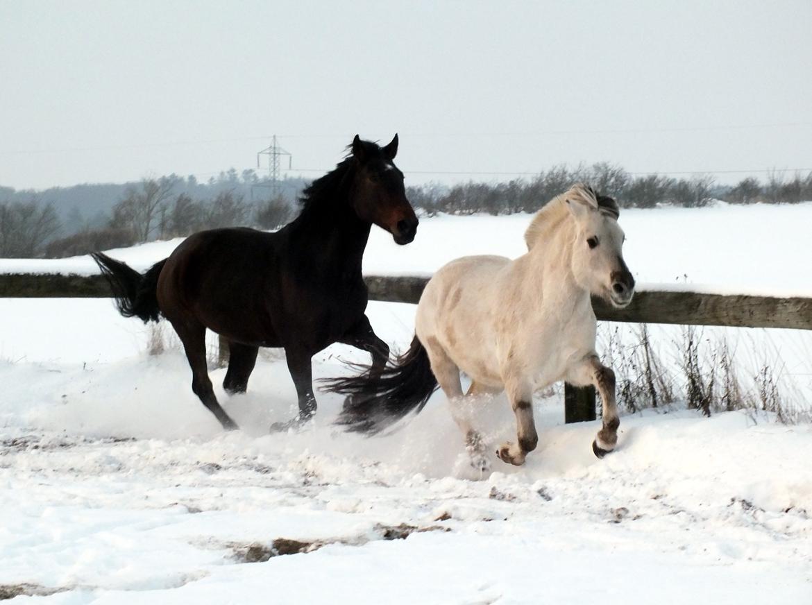 Anden særlig race Vilsbæk Flicka (Himmelhest) - Flicka og Hulder i sneen FOTO Simone  billede 10